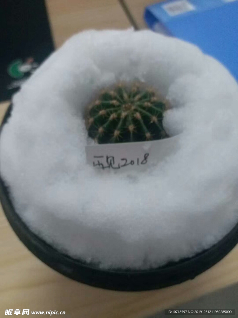 花朵花卉