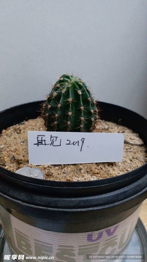 花朵花卉