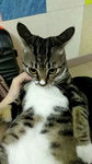 猫咪