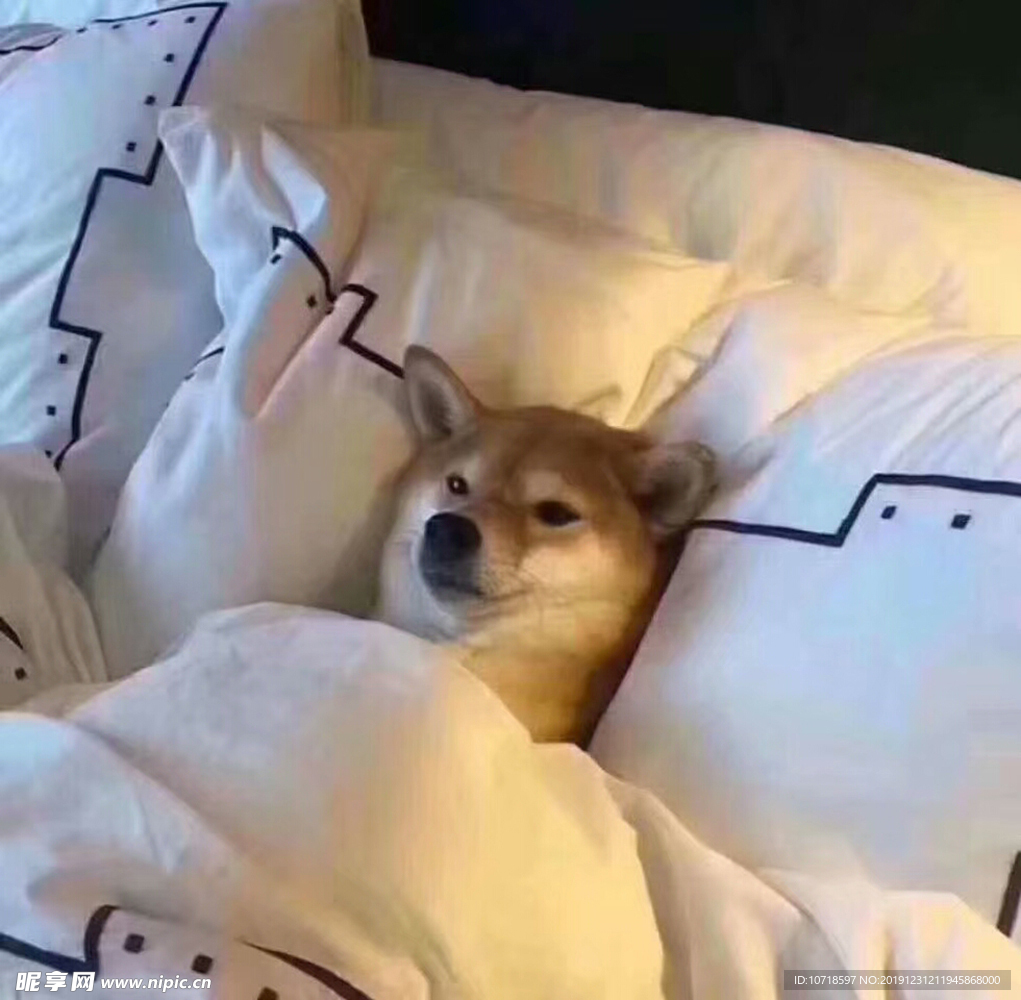 小狗狗