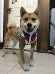 小狗狗