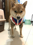 小狗狗