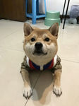 小狗狗