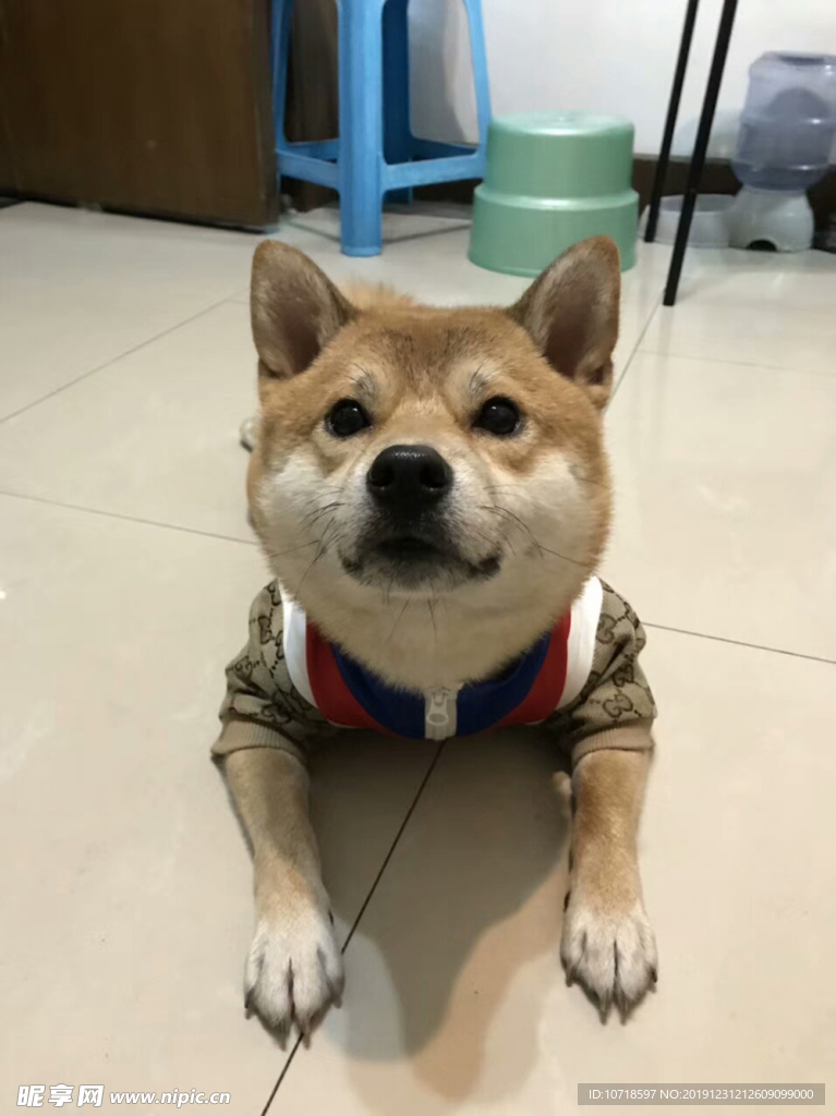 小狗狗