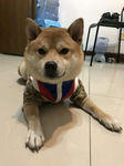 小狗狗