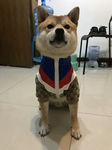 小狗狗