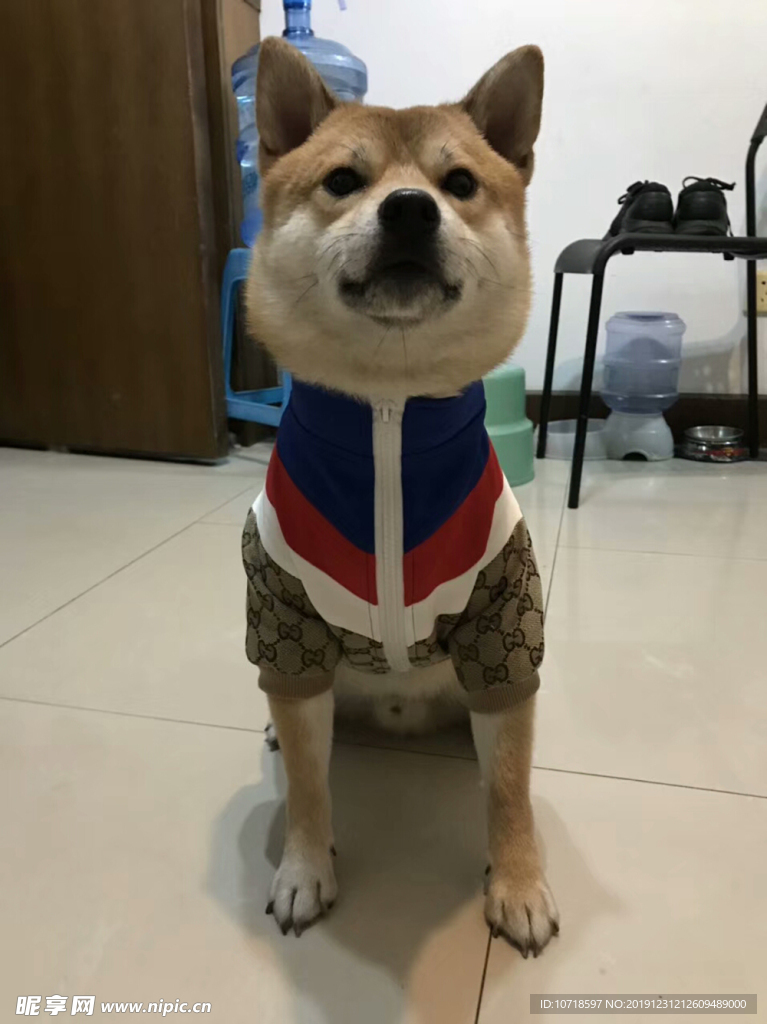 小狗狗