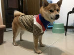 小狗狗