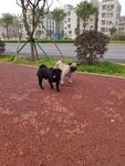 小狗狗