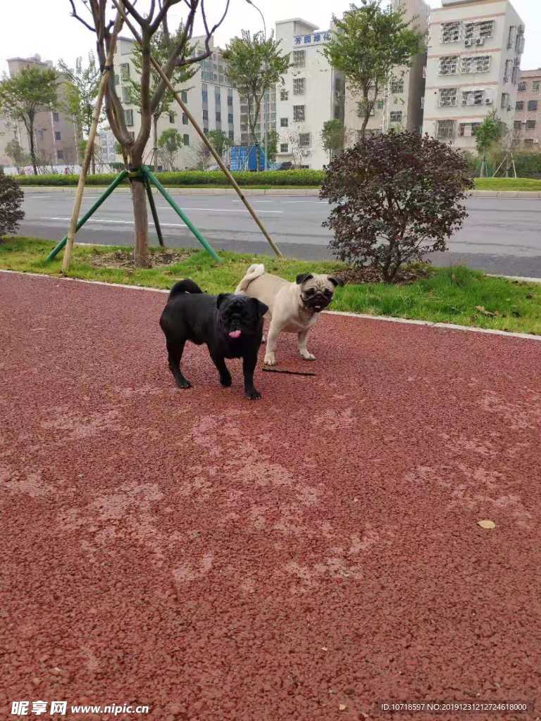 小狗狗