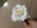 花朵