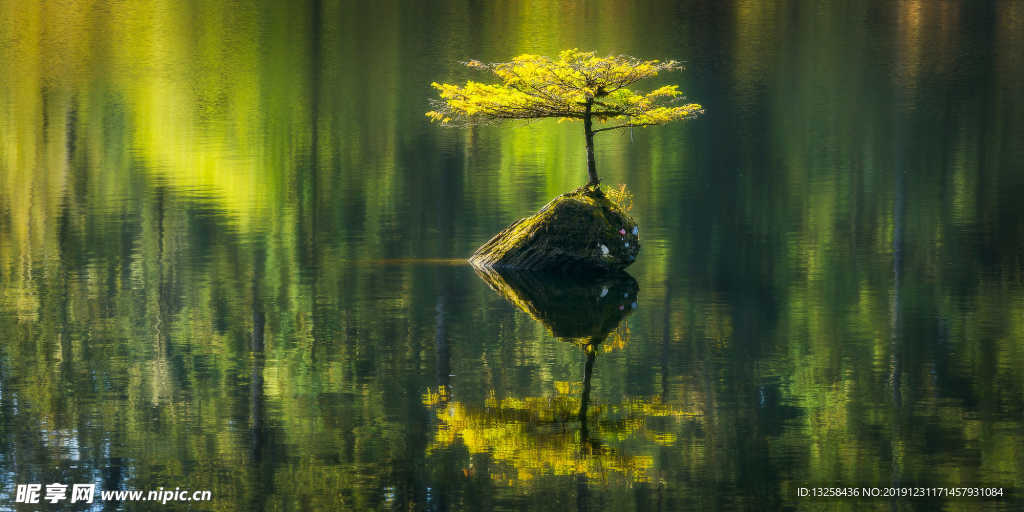 湖水小树植物背景