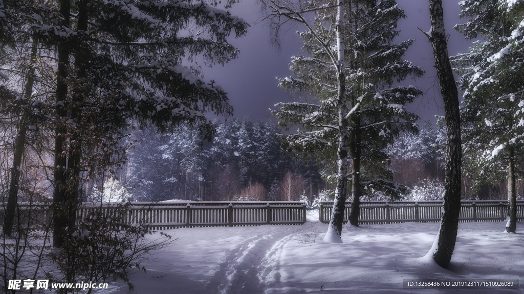 森林公园大雪植物风景