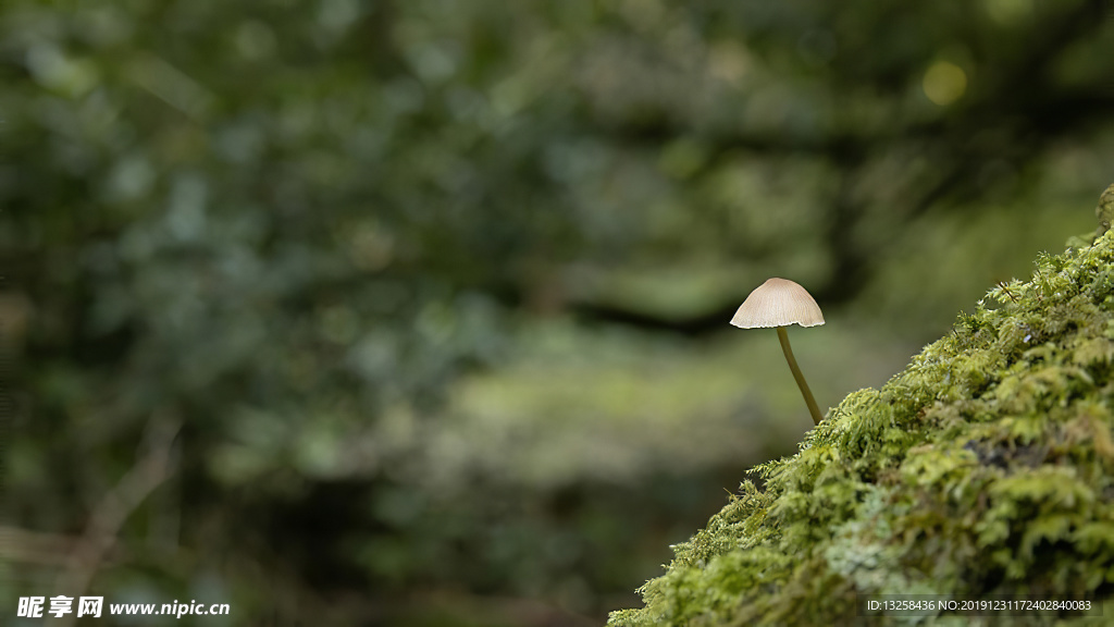 森林蘑菇植物背景