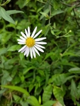 雏菊