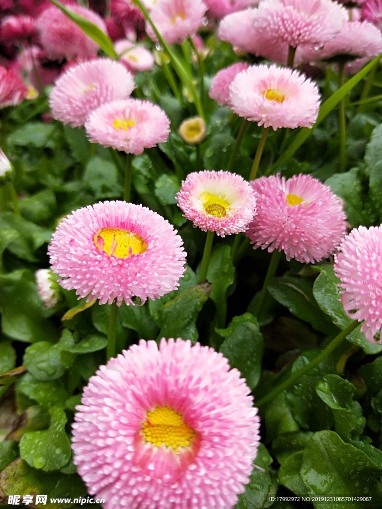 花