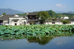 黄山宏村南湖的荷塘和徽派建筑
