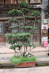 小景观