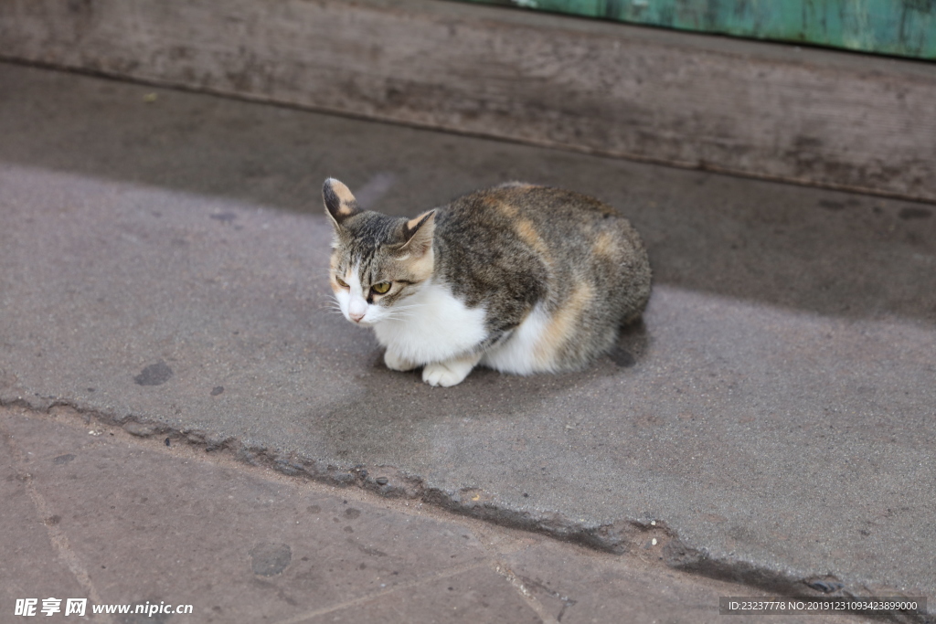 小猫