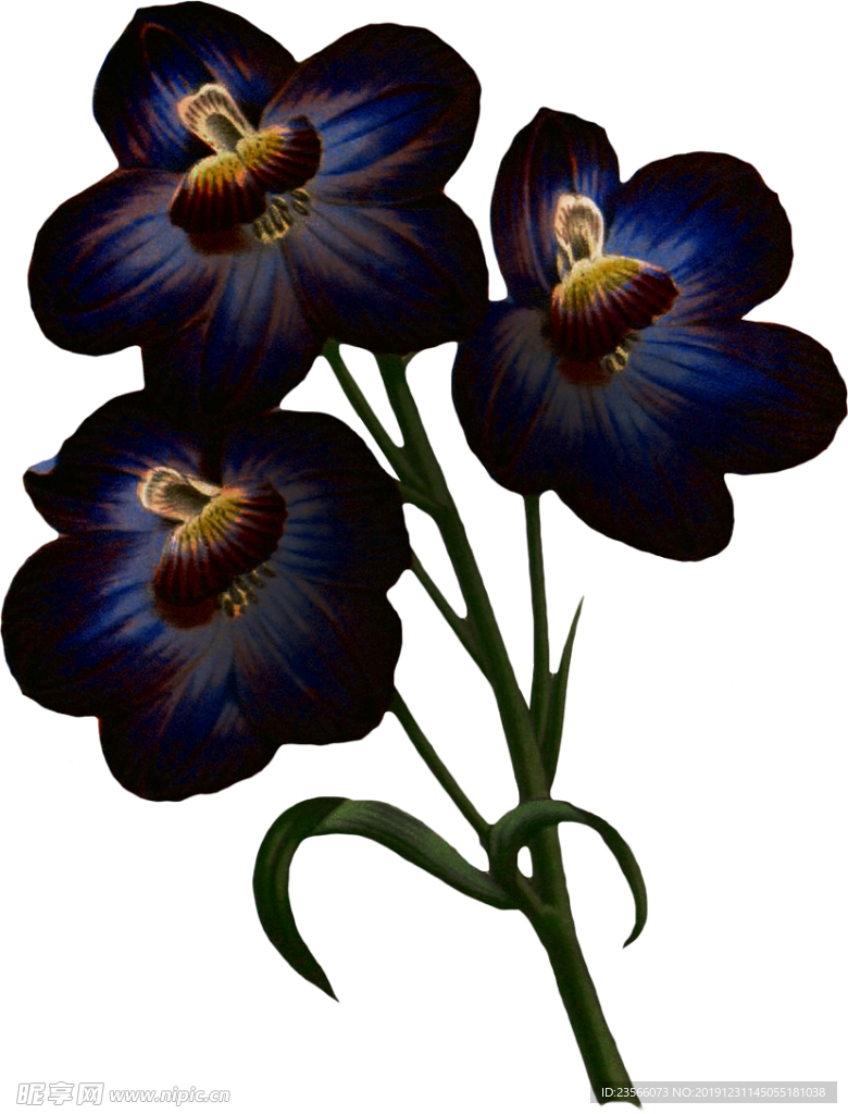 暗黑风植物花朵