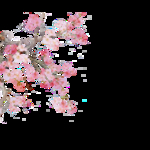 梅花