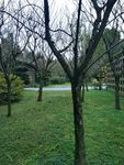 树枝 绿草地 草坪 线条