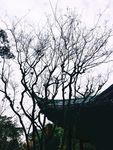 树枝 冬天 枯枝 枯树枝 线条