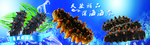 海鲜 海参