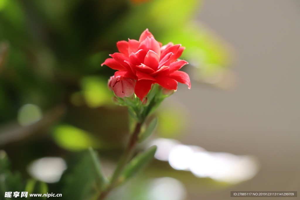 圣诞珈蓝菜