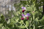 天台的紫色荷兰豆花