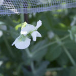 白色荷兰豆花