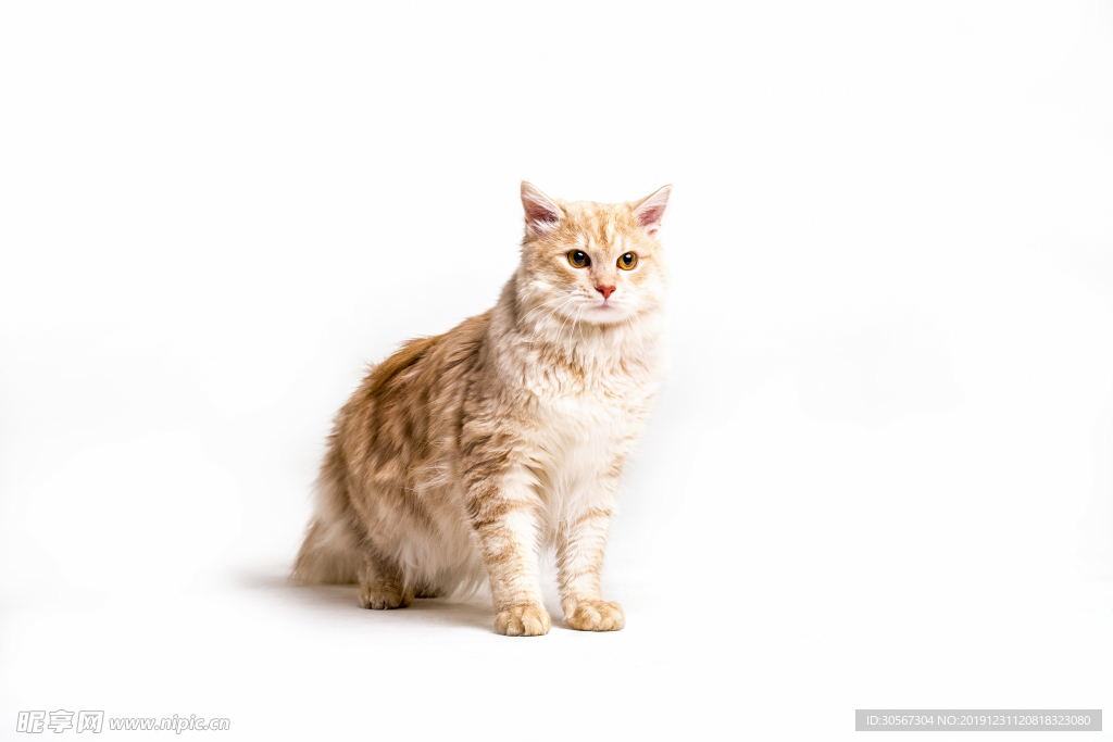 可爱猫咪