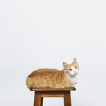 猫咪