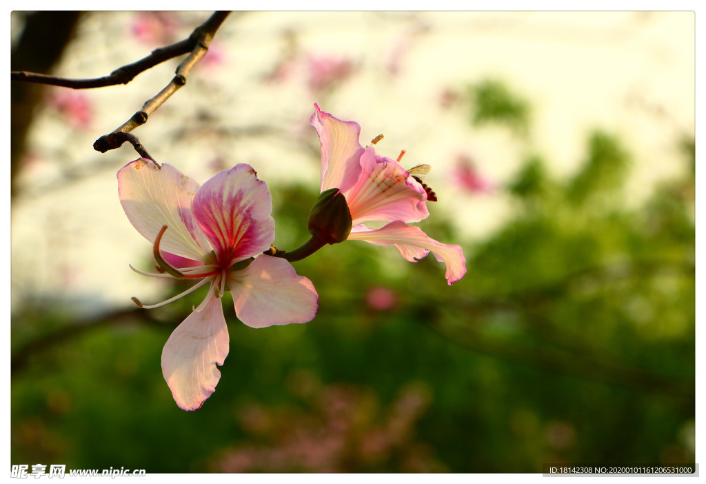 桃花