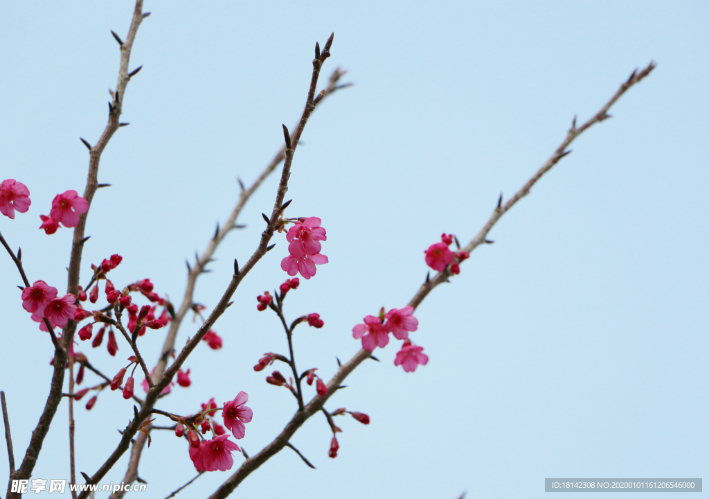 花
