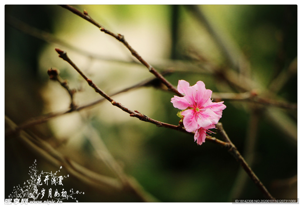 桃花