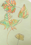 树叶彩铅色块绘画作品
