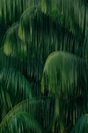 树叶