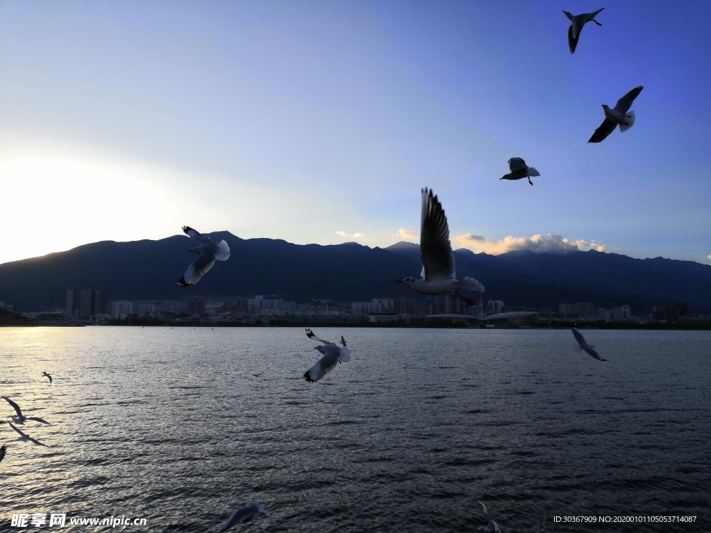 洱海海鸥