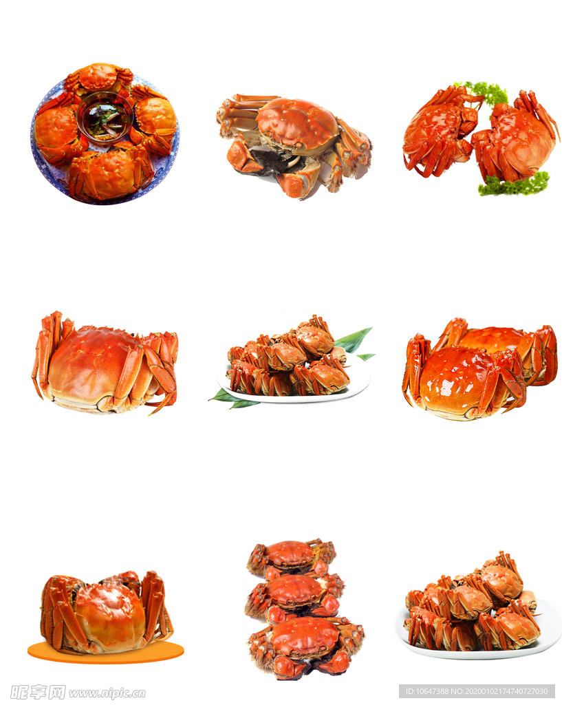 大闸蟹素材