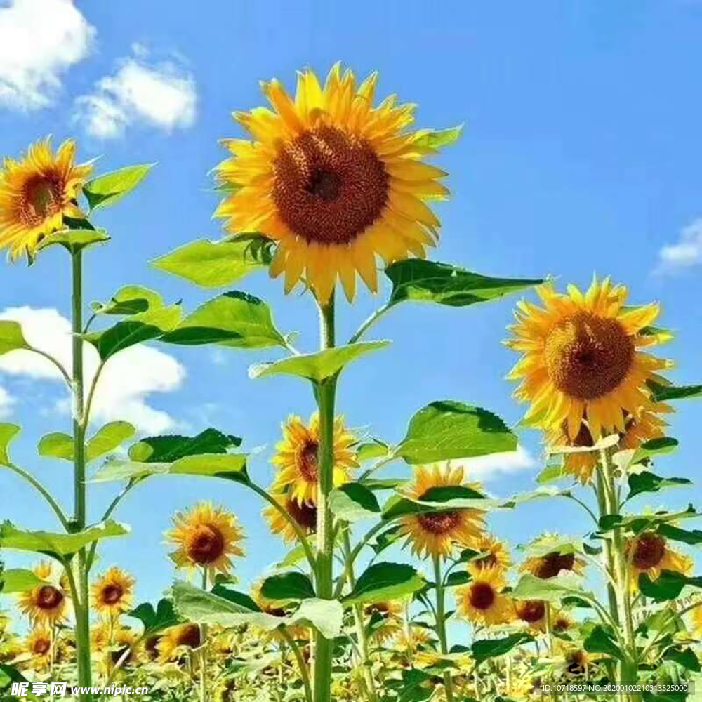 花朵花束