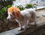 小狗狗
