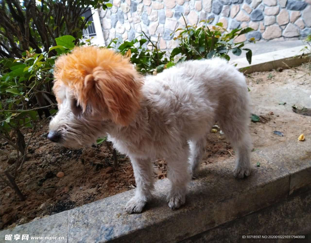 小狗狗