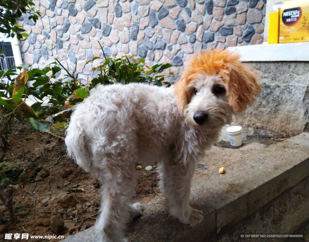小狗狗