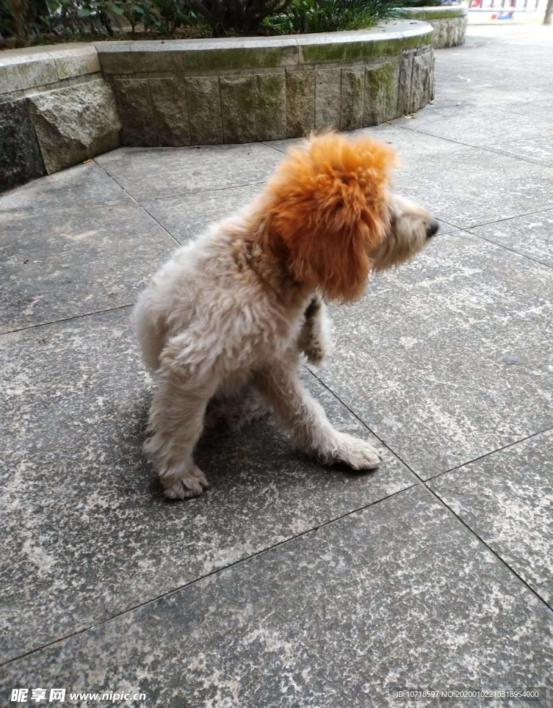 小狗狗