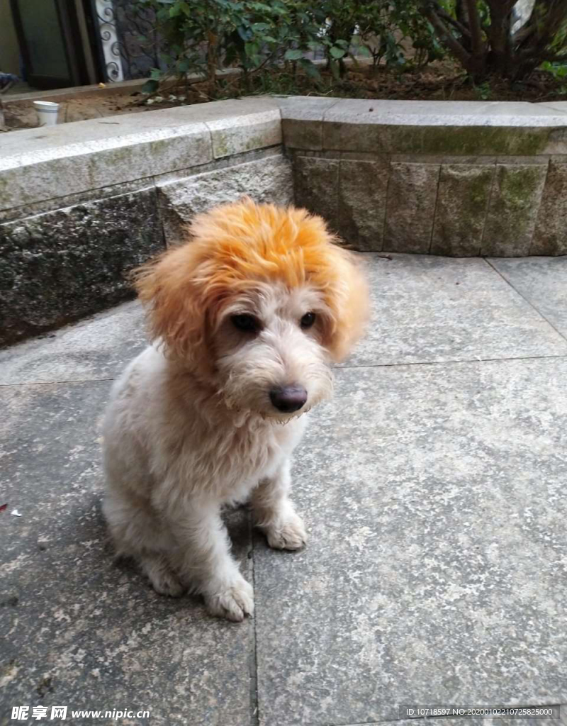 小狗狗