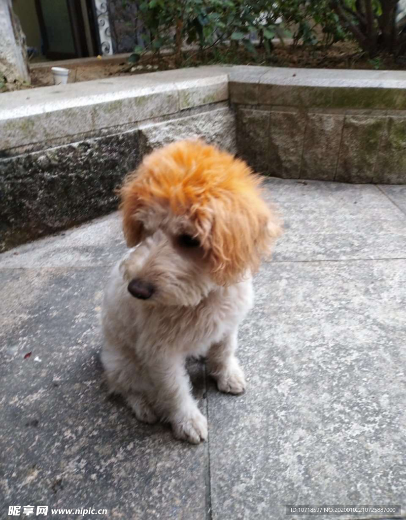 小狗狗