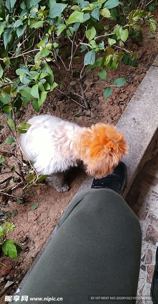 小狗狗