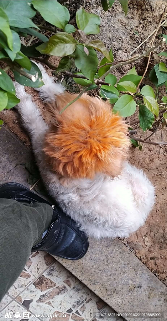 小狗狗