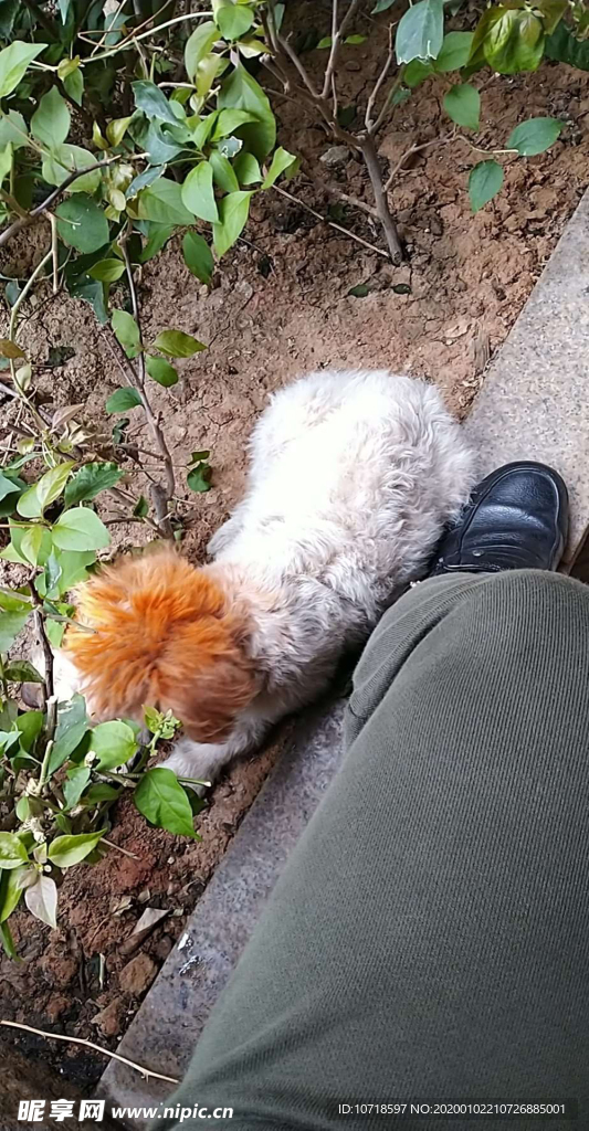 小狗狗